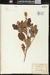 Clethra alnifolia image