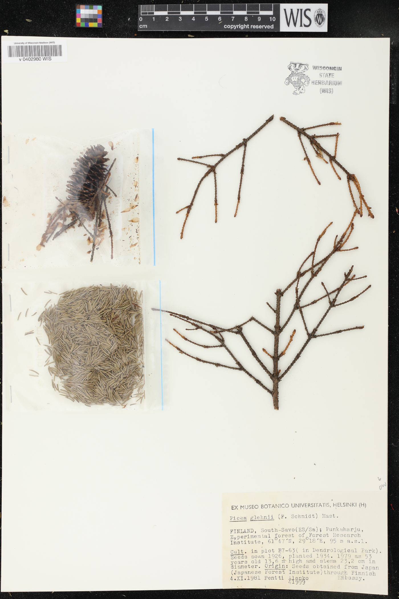 Picea glehnii image
