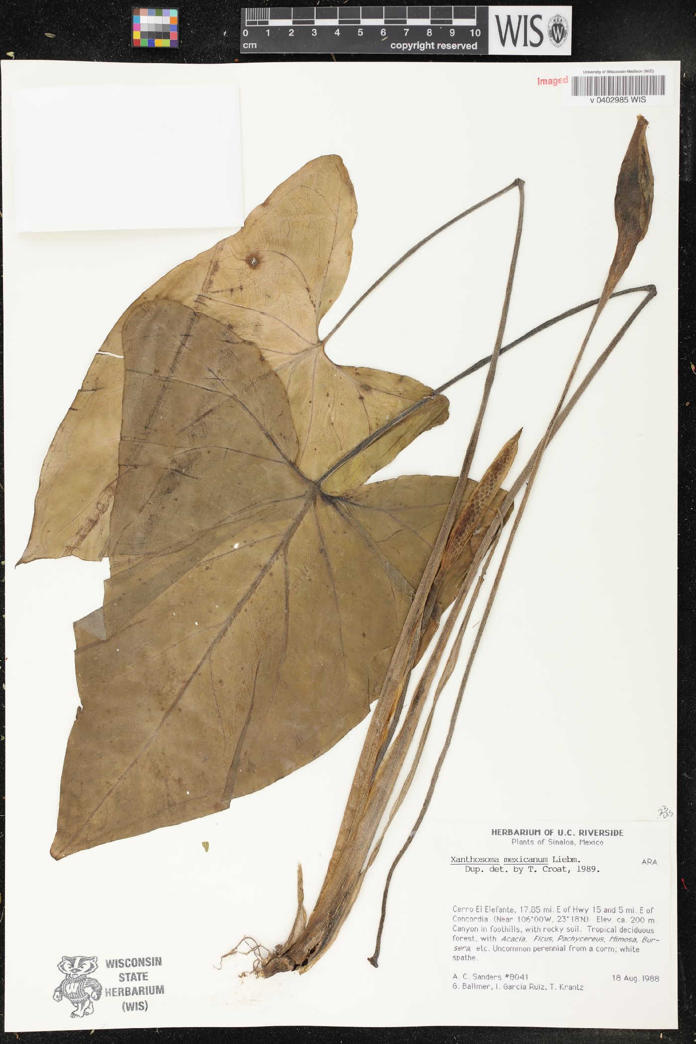 Xanthosoma mexicanum image