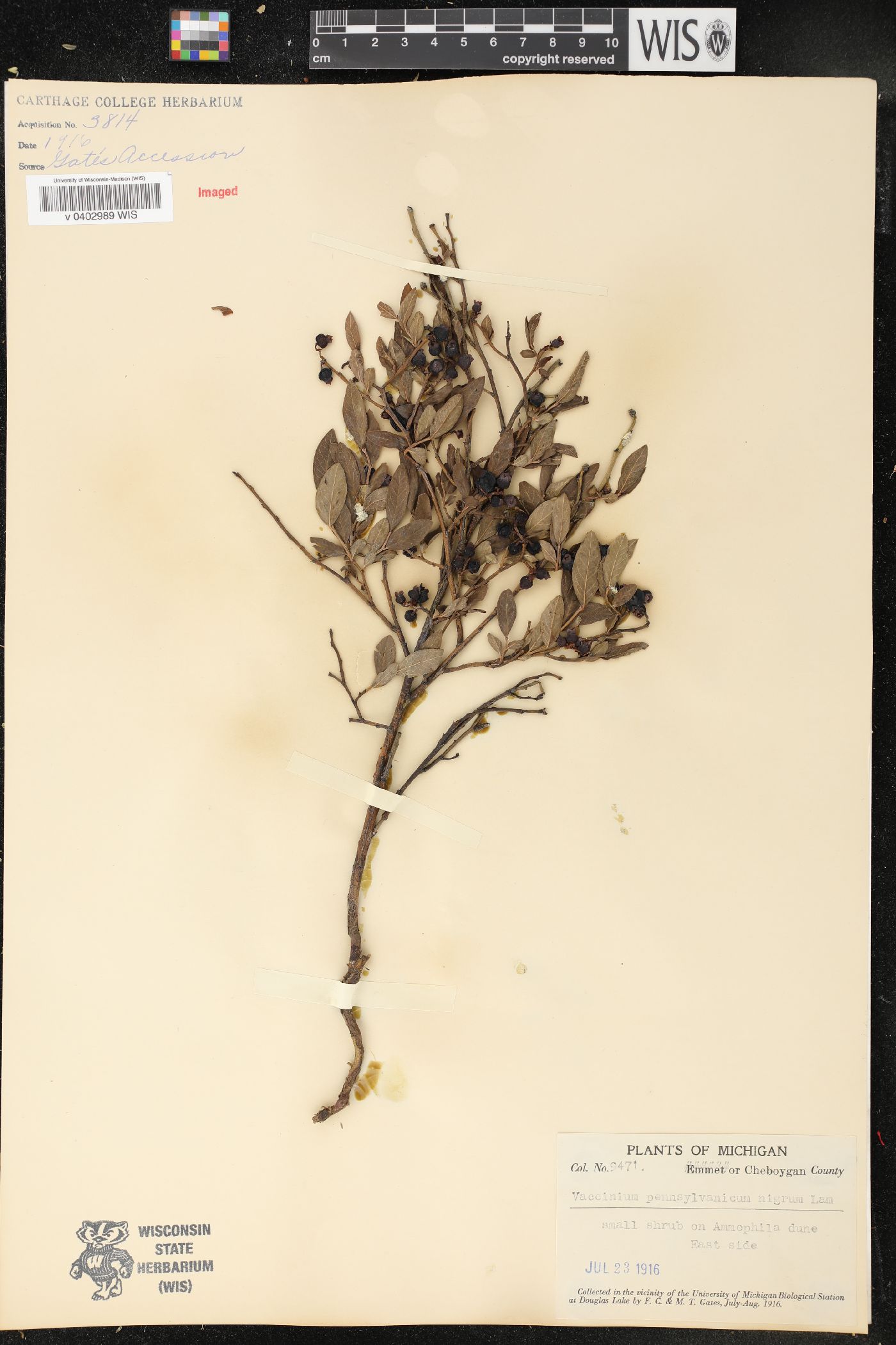 Vaccinium pennsylvanicum var. nigrum image