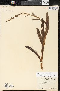 Platanthera hyperborea image