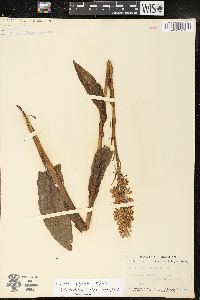 Platanthera psycodes image