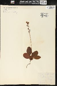 Pyrola elliptica image