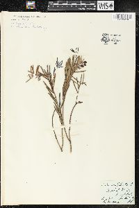 Andromeda polifolia image