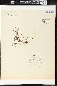 Vaccinium oxycoccos image