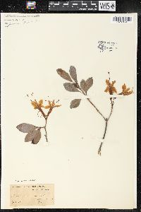 Rhododendron viscosum f. glaucum image