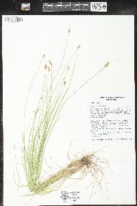 Carex crawfordii image