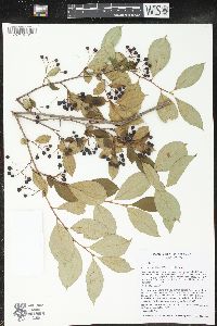 Aronia × prunifolia image