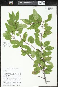 Prunus pensylvanica image