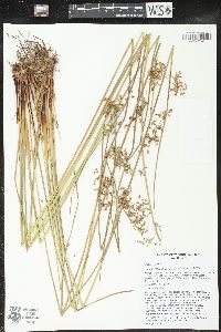 Juncus effusus var. solutus image