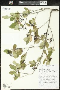 Aronia × prunifolia image