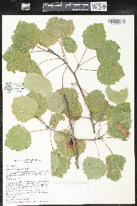 Populus grandidentata image