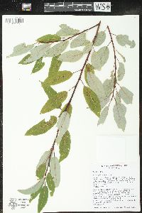 Salix pyrifolia image