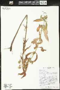 Lysimachia thyrsiflora image