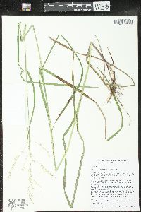 Glyceria canadensis image