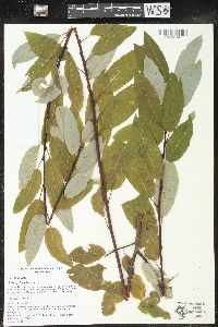 Salix pyrifolia image