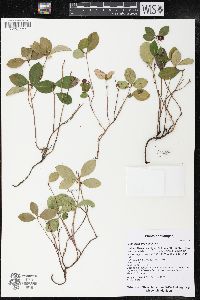 Gaultheria procumbens image