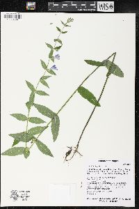 Scutellaria galericulata image