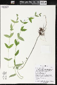 Scutellaria galericulata image