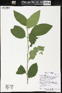 Rhamnus alnifolia image