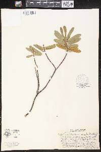 Euphorbia celastroides image