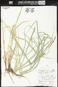 Carex trichocarpa image