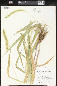 Setaria faberi image