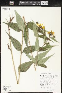 Helianthus strumosus image