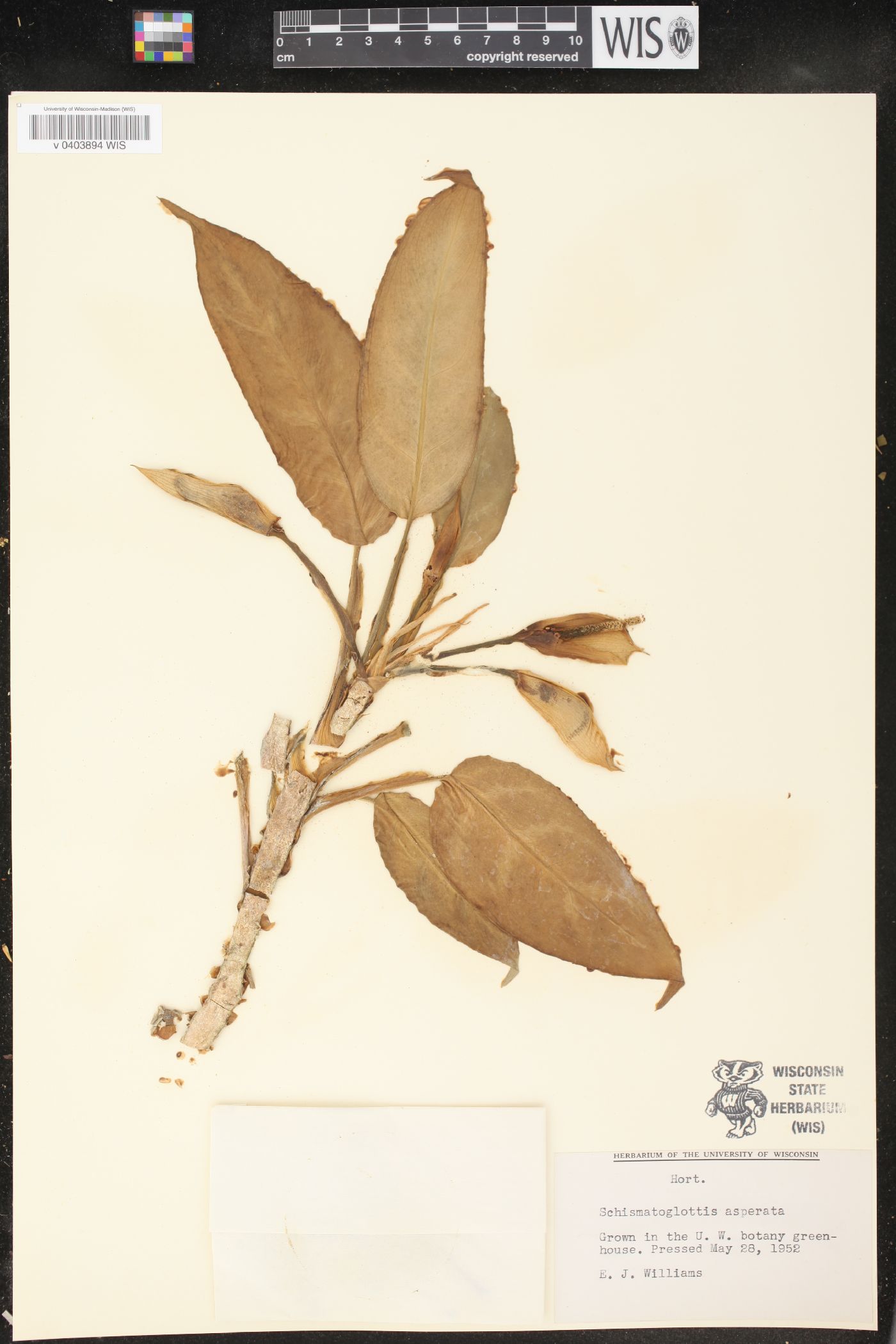 Schismatoglottis asperata image