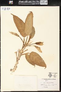 Media resource of Schismatoglottis asperata