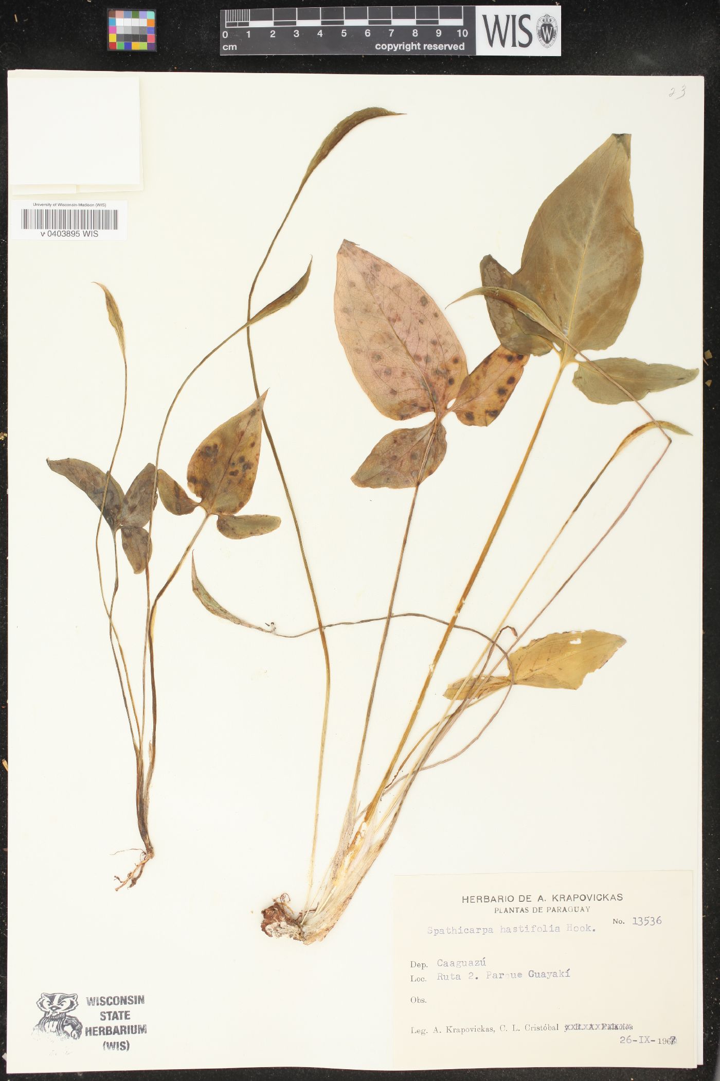 Spathicarpa hastifolia image