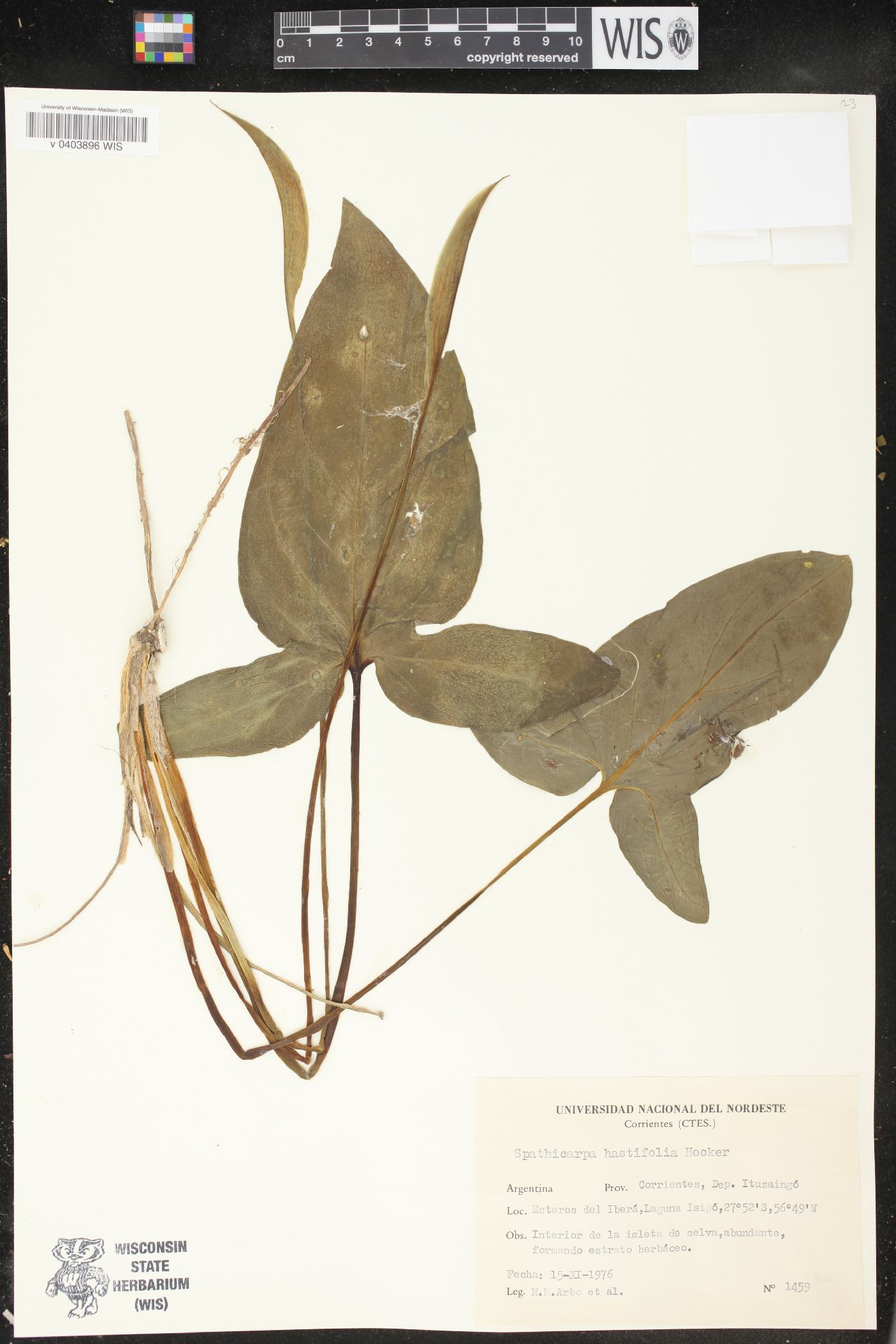 Spathicarpa hastifolia image