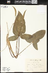 Spathicarpa hastifolia image