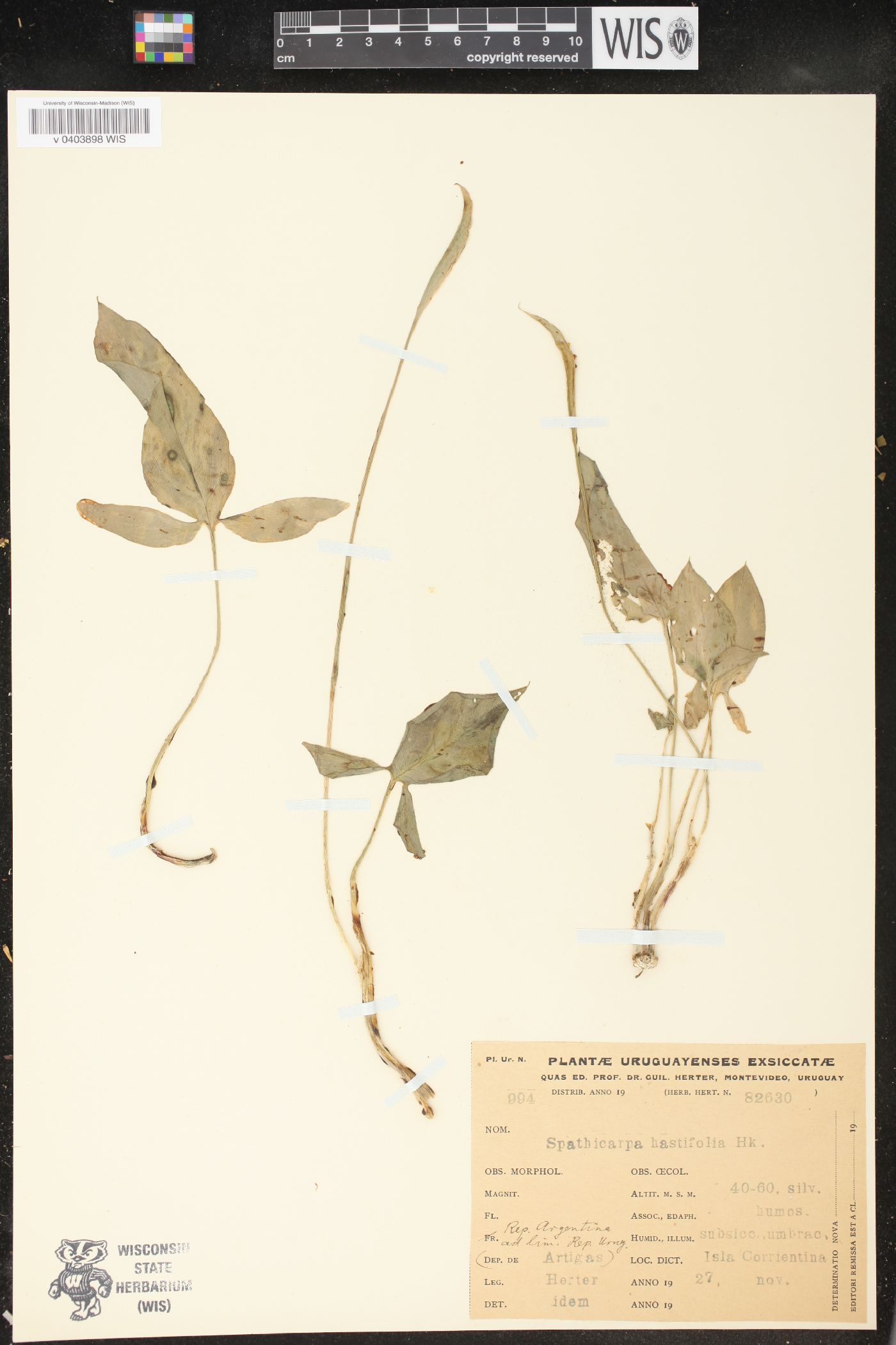 Spathicarpa hastifolia image