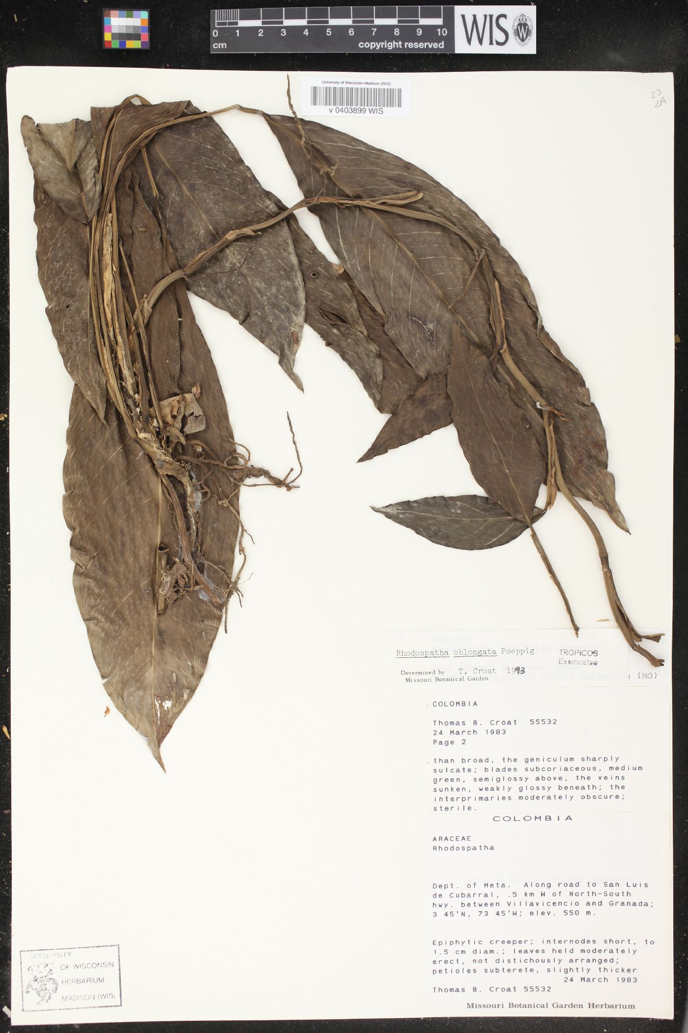 Rhodospatha oblongata image
