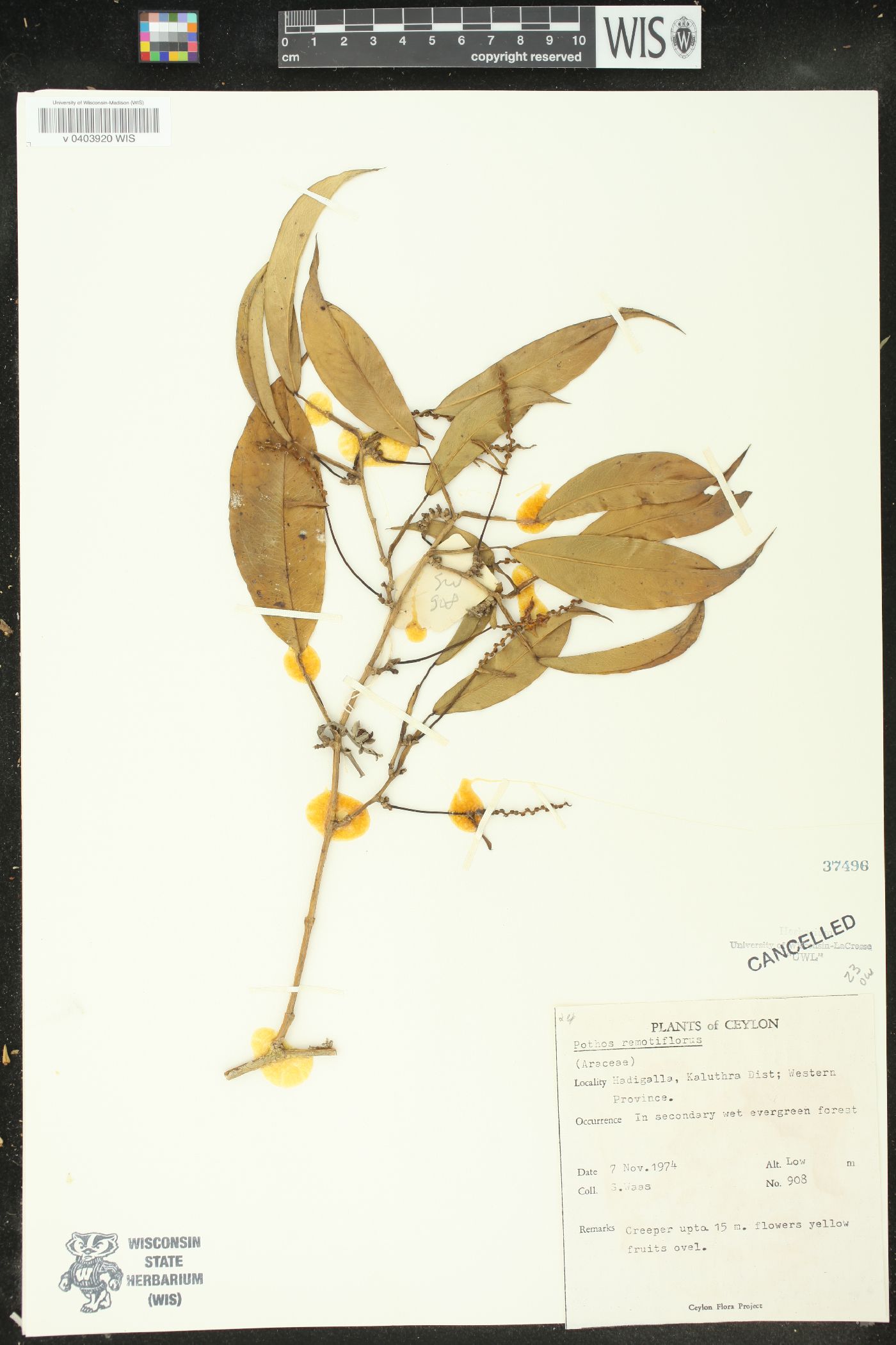 Pothos remotiflorus image