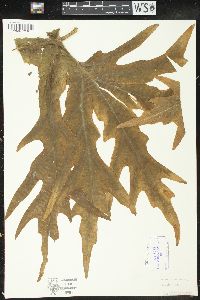 Philodendron warszewiczii image