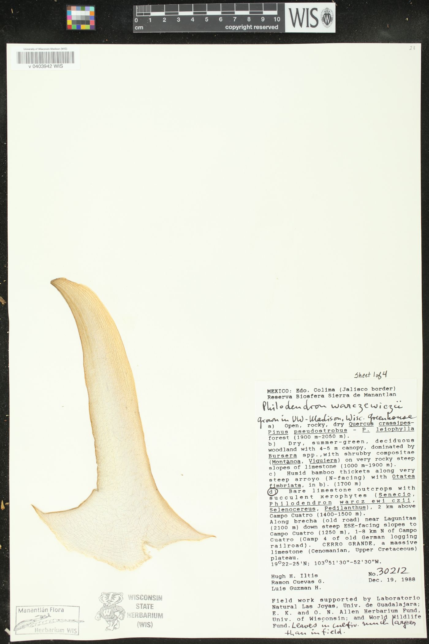 Philodendron warszewiczii image