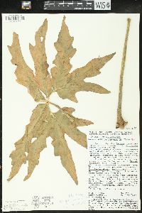 Philodendron warszewiczii image