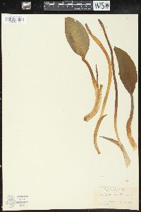 Orontium aquaticum image
