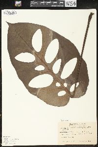 Monstera siltepecana image