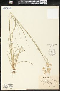 Luzula angustifolia image