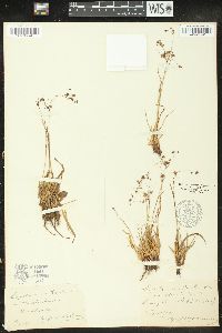 Luzula arcuata subsp. unalaschkensis image