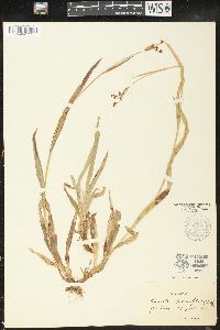 Luzula parviflora image