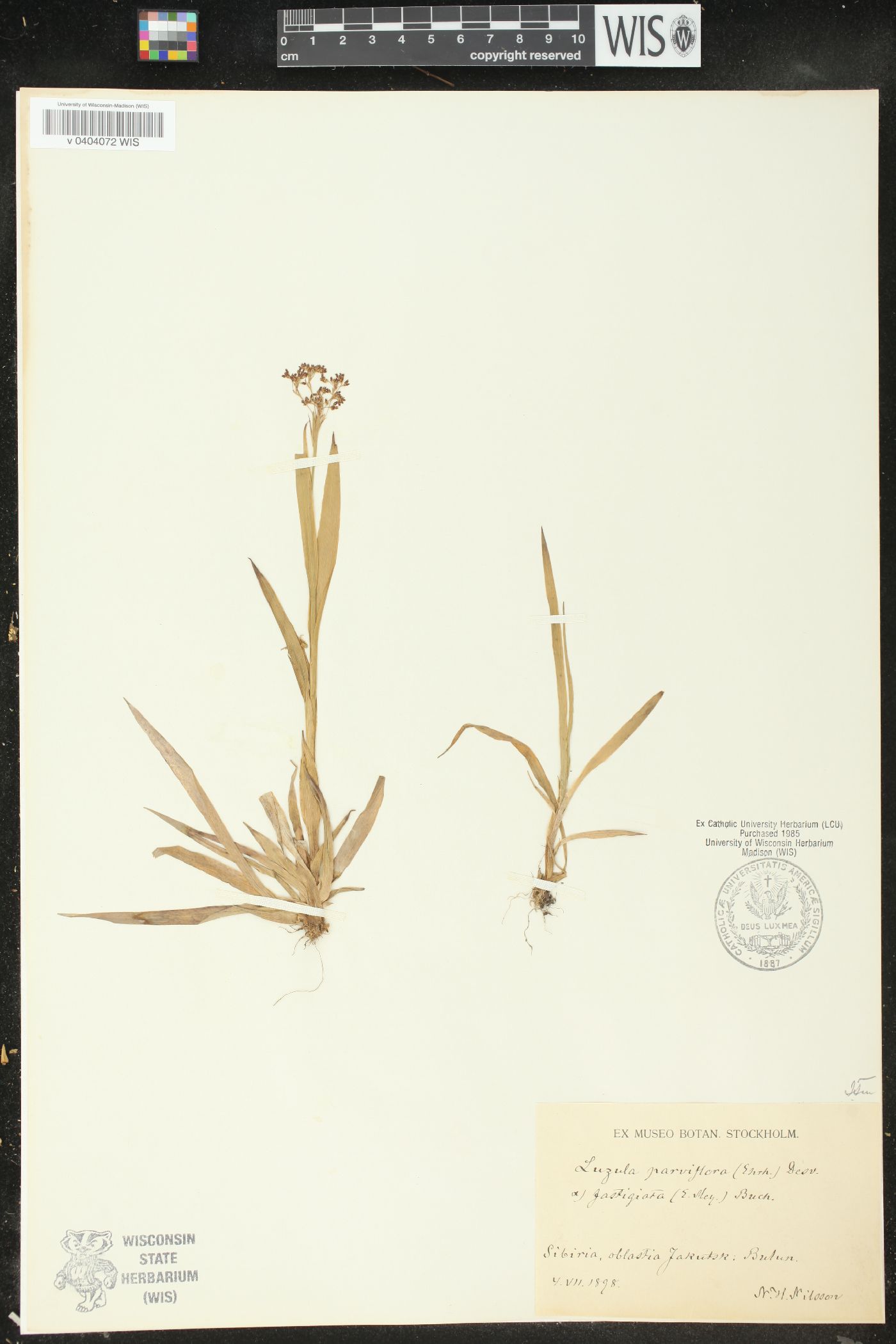 Luzula parviflora subsp. fastigiata image