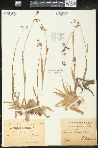 Luzula parviflora image