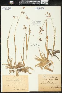 Luzula parviflora image