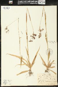 Luzula parviflora image