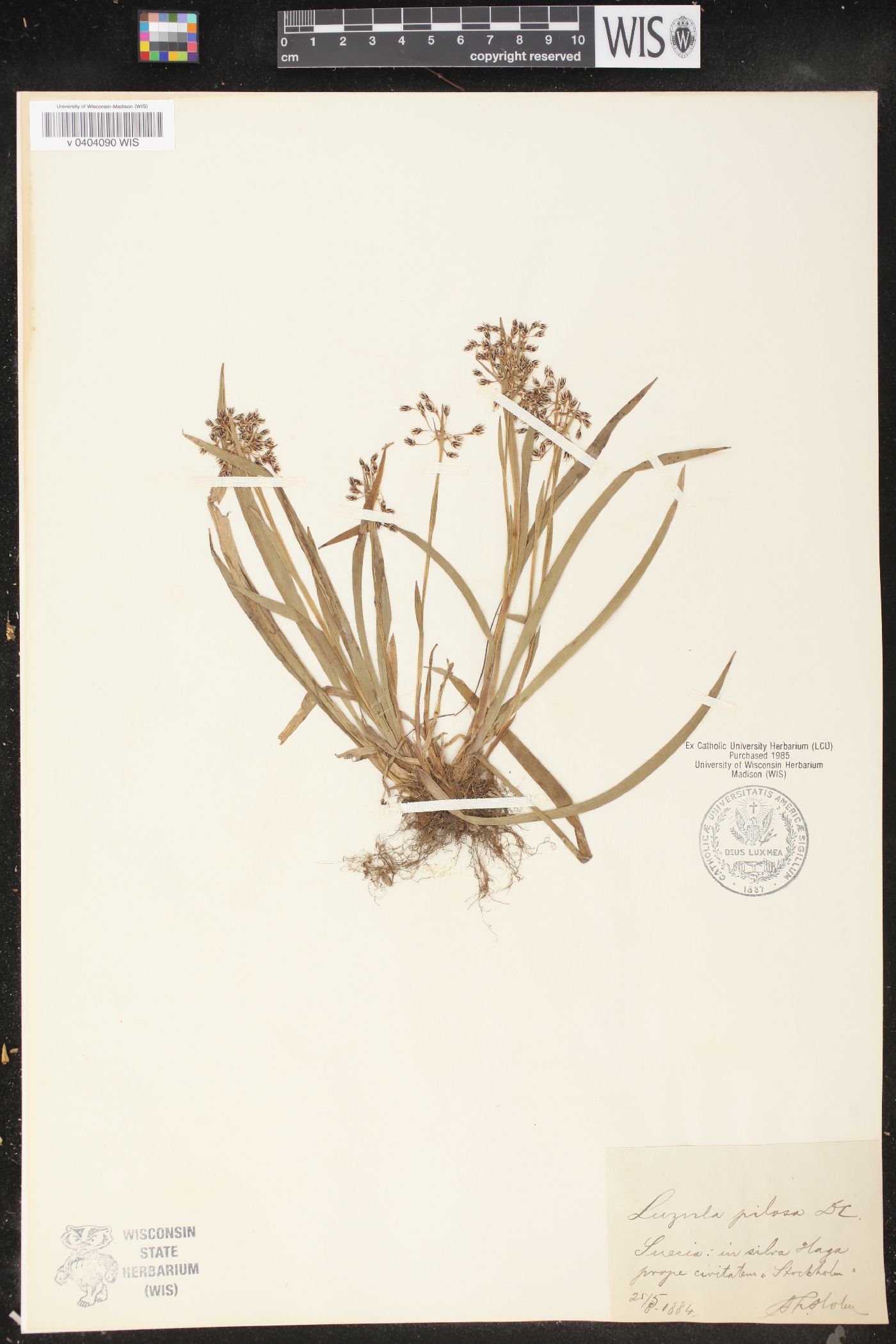 Luzula pilosa image