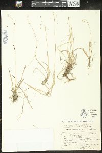 Luzula rufescens image